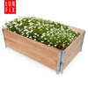 Vyvýšený záhon 120x80x20cm dřevěný