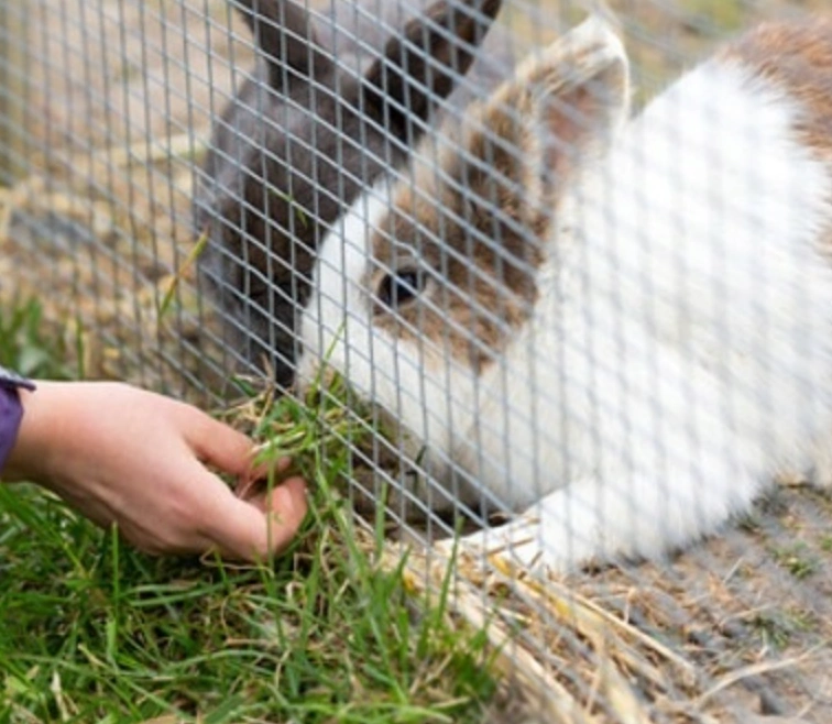 Králík za pozinkovaným chovatelským pletivem při krmení v domácí ohradě